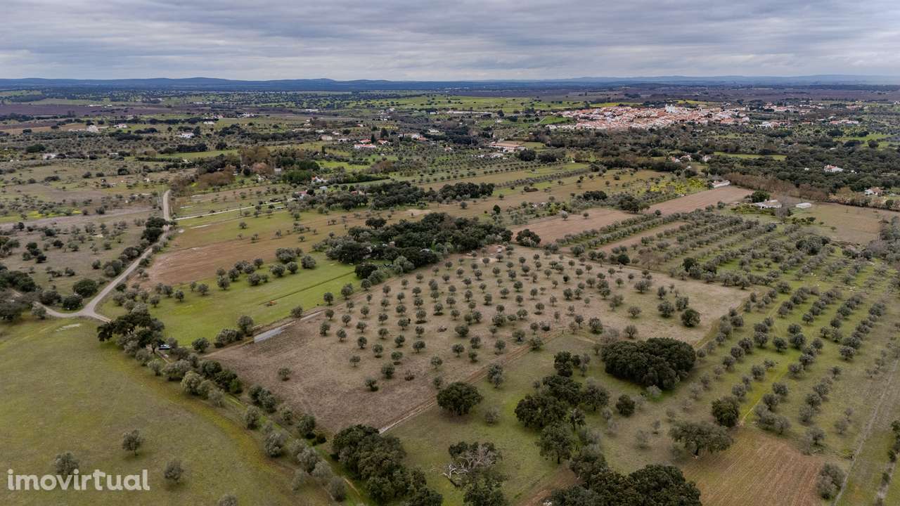 TERRENO RÚSTICO | VENDA | VILA NOVA DA BARONIA | ALVITO - Grande imagem: 4/7
