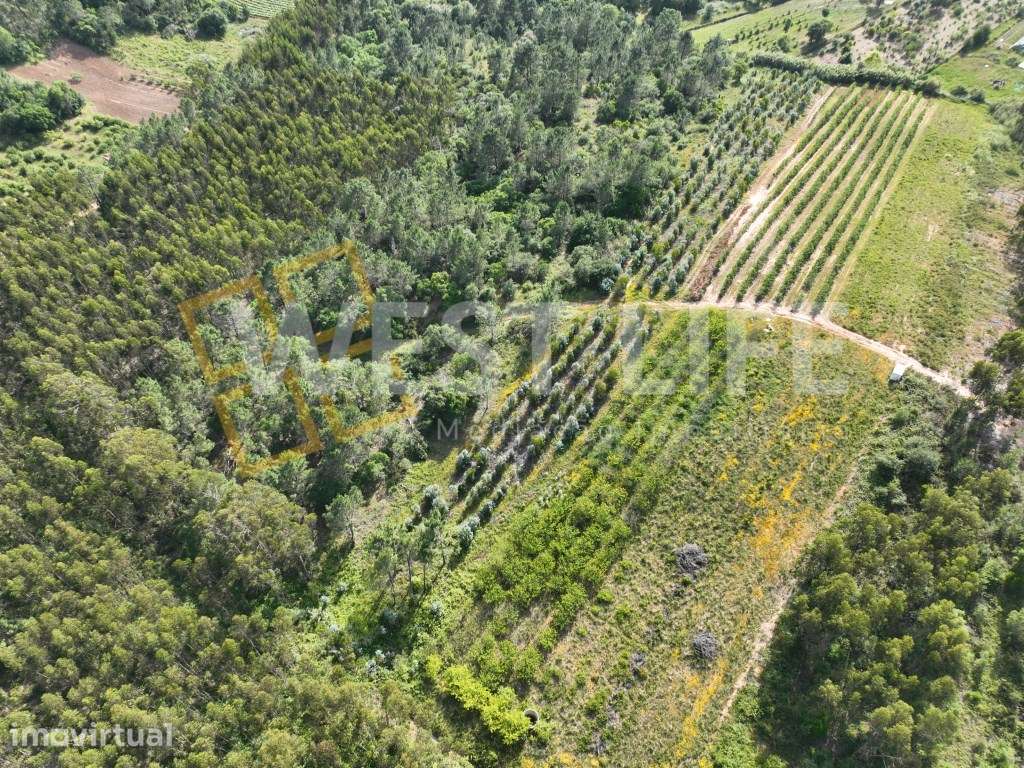 Terreno Agrícola de 8875m2 - Excelente exposição solar - Sobral da ... - Grande imagem: 4/15