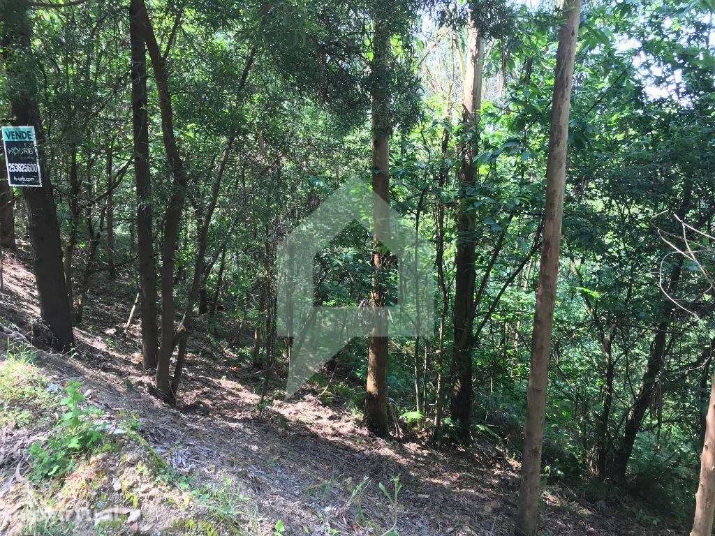 Pinhal com dois acessos, Carvalhal, Barcelos - Grande imagem: 2/10