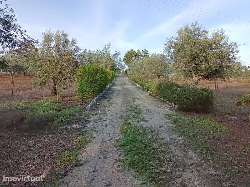 Monte Alentejano com olival - Grande imagem: 2/11