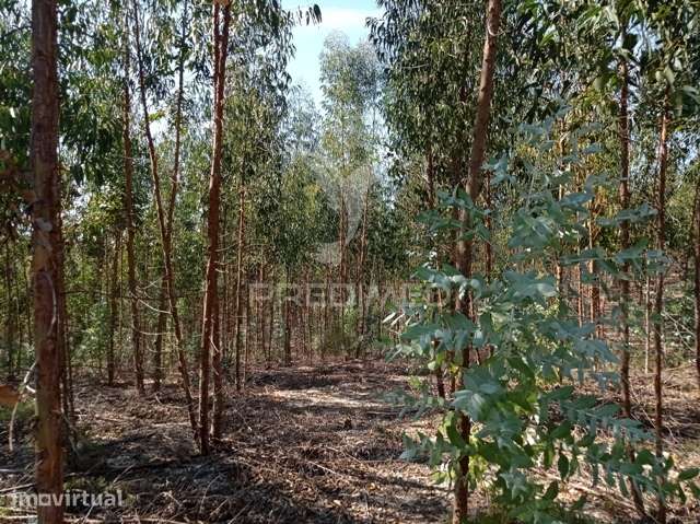 EUCALIPTAL 86.750 m2, Gavião - Grande imagem: 5/10