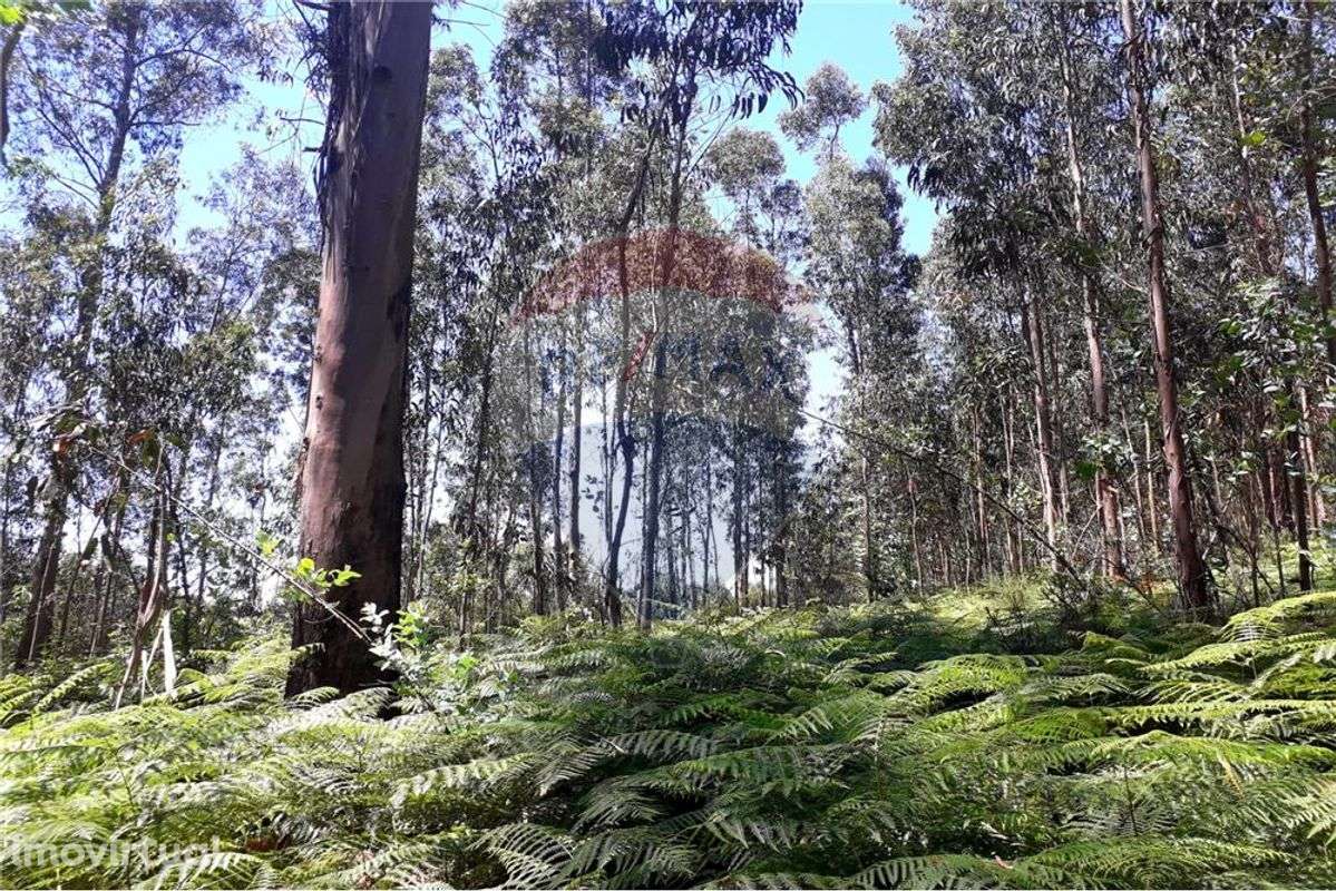 Terreno  para venda - Grande imagem: 5/5