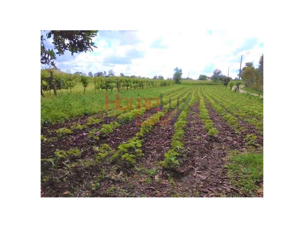 Terreno c/ 1 770 m2 de área e 100 m de frente p/ construção em Trav... - Grande imagem: 4/10