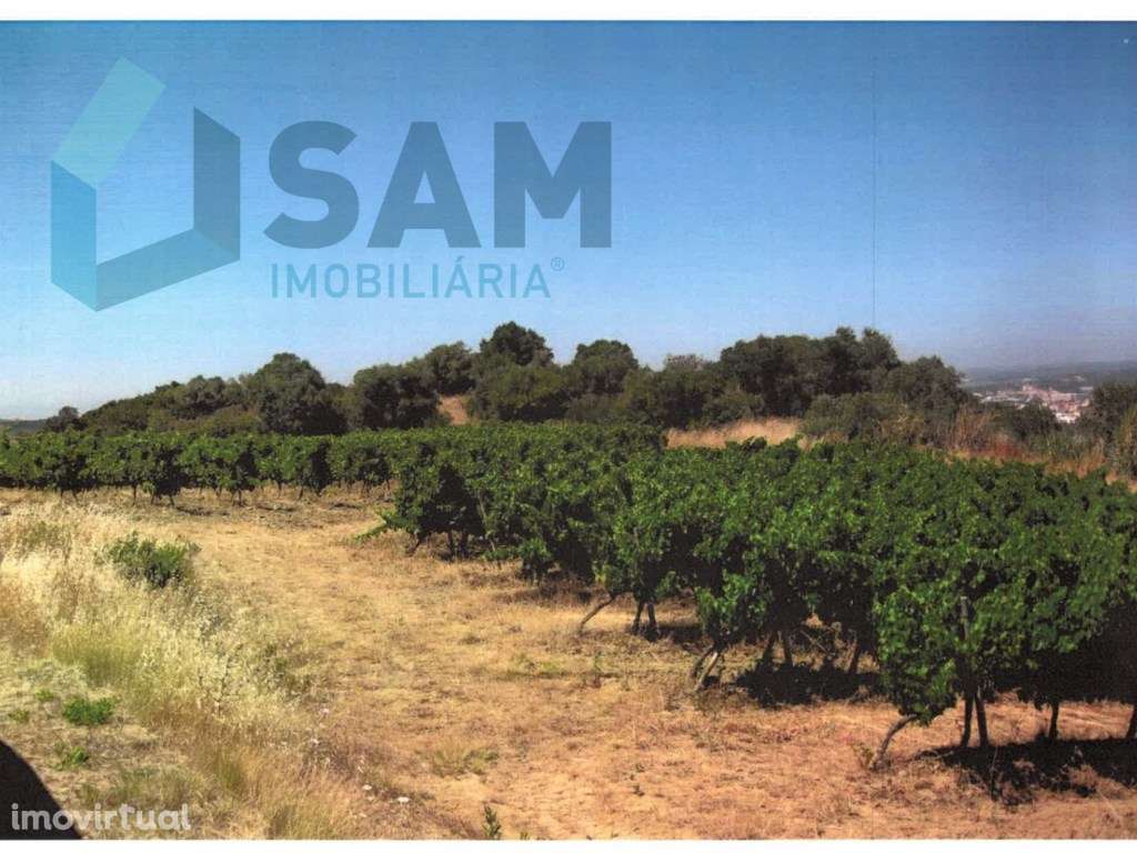 Terreno Agrícola com Vinha Produtiva - Serra da Vila, Torres Vedras - Grande imagem: 2/6