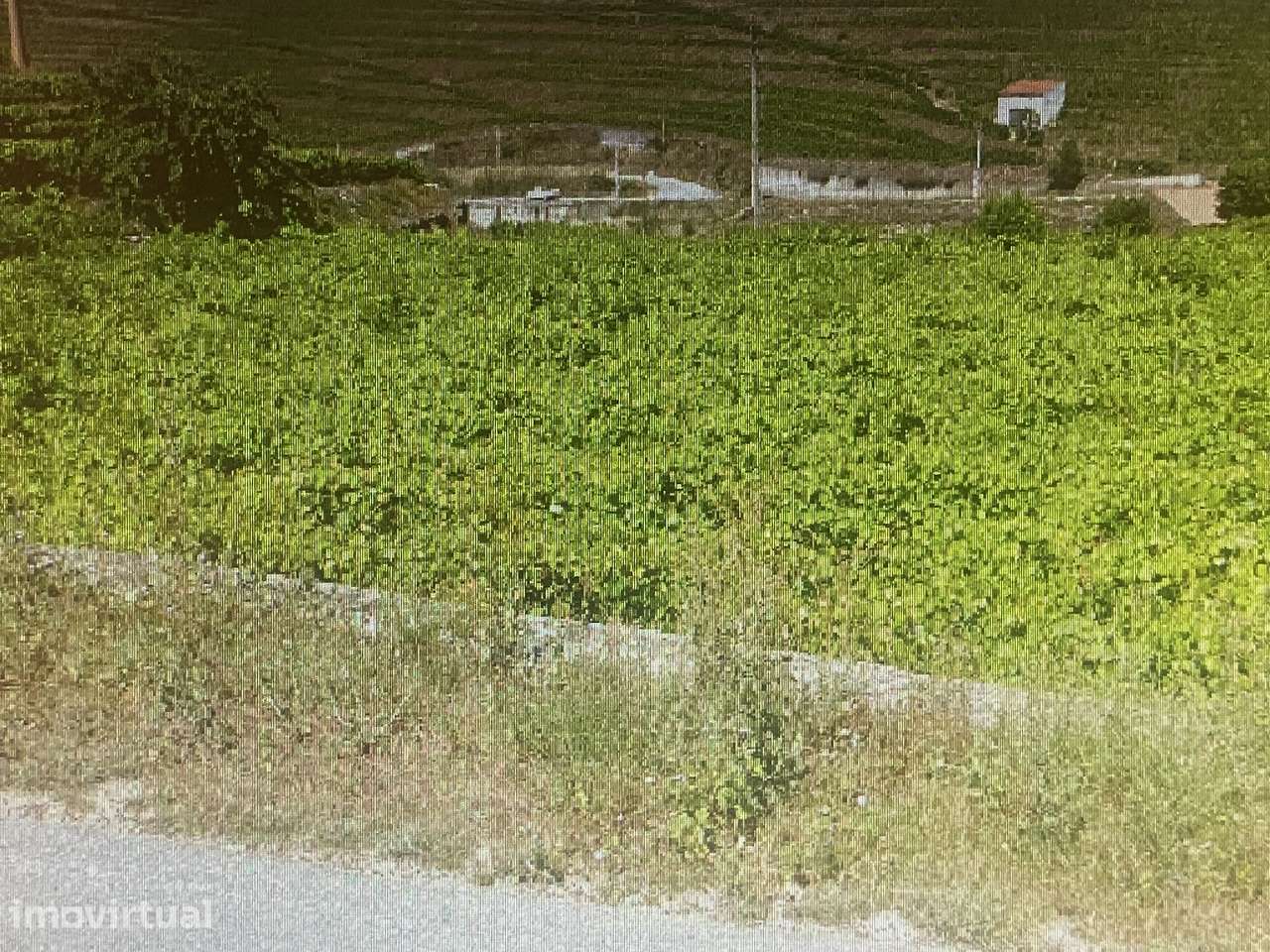 Vinha - Ervedosa do Douro - Grande imagem: 2/3
