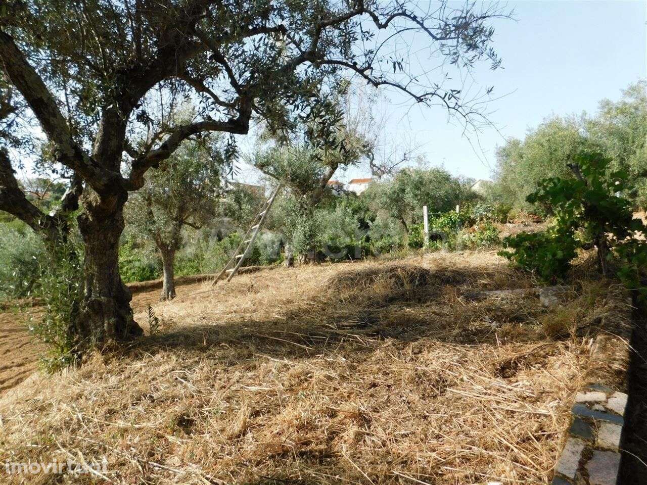 Quintinha / Fundão, Souto da Casa - Grande imagem: 5/20