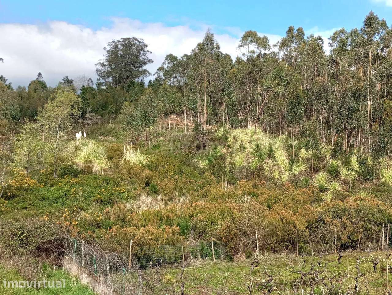 Terreno Rústico à Venda – 1800 m² em Vale Moreira, Vilar - Grande imagem: 2/11