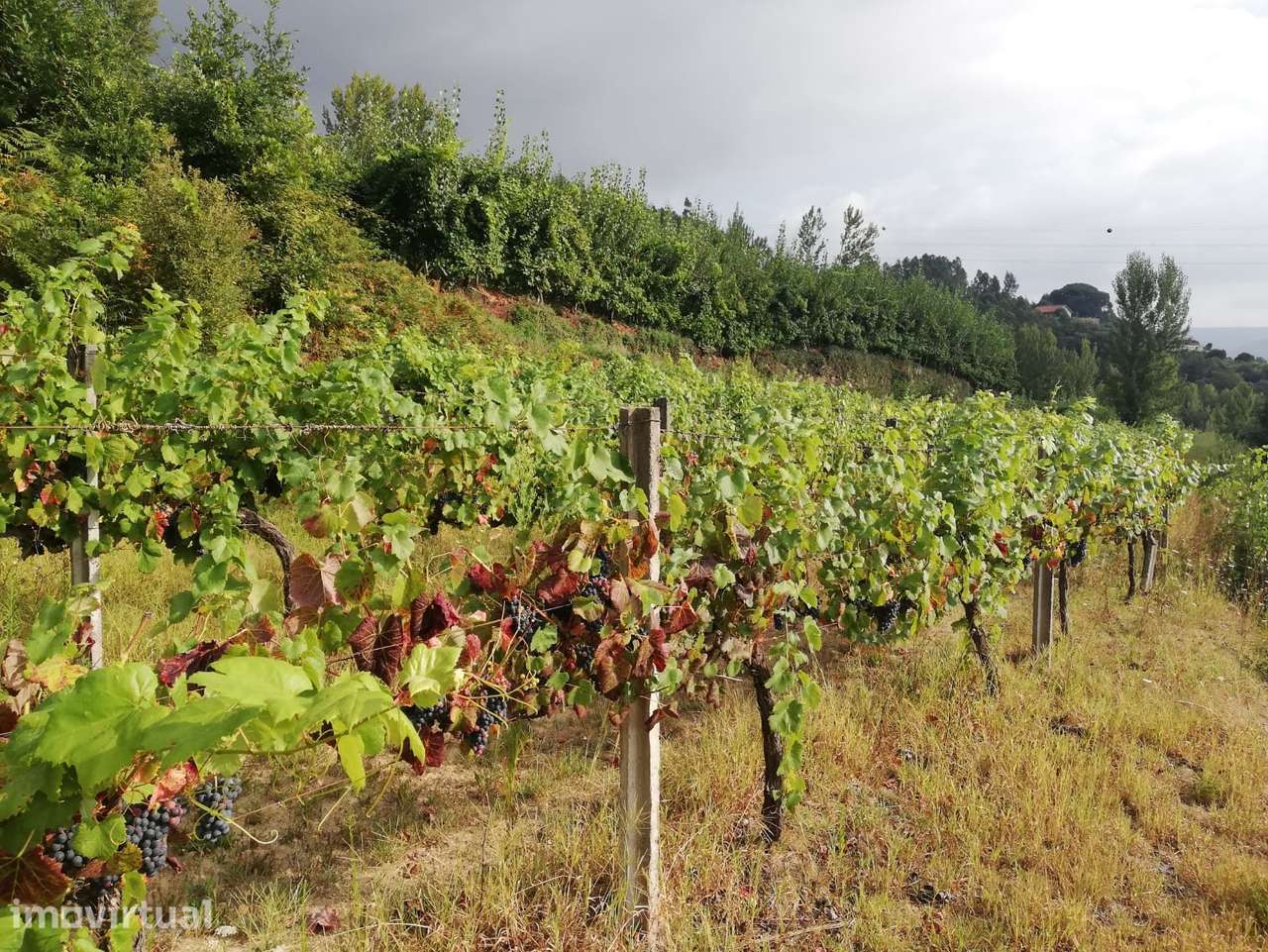 Terreno  Venda em Souselo,Cinfães - Grande imagem: 4/14