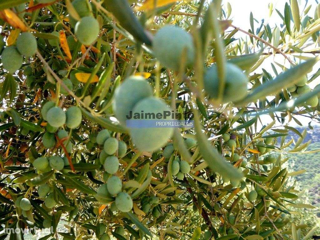 Olival, Amendoal e Vinha, totalizando 141ha. Portugal, Foz Côa. - Grande imagem: 5/9