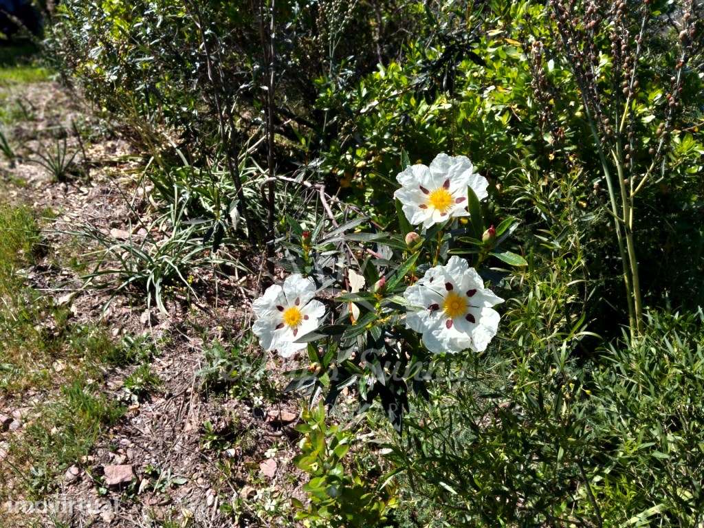Terreno Serra de Grândola - Grande imagem: 4/12