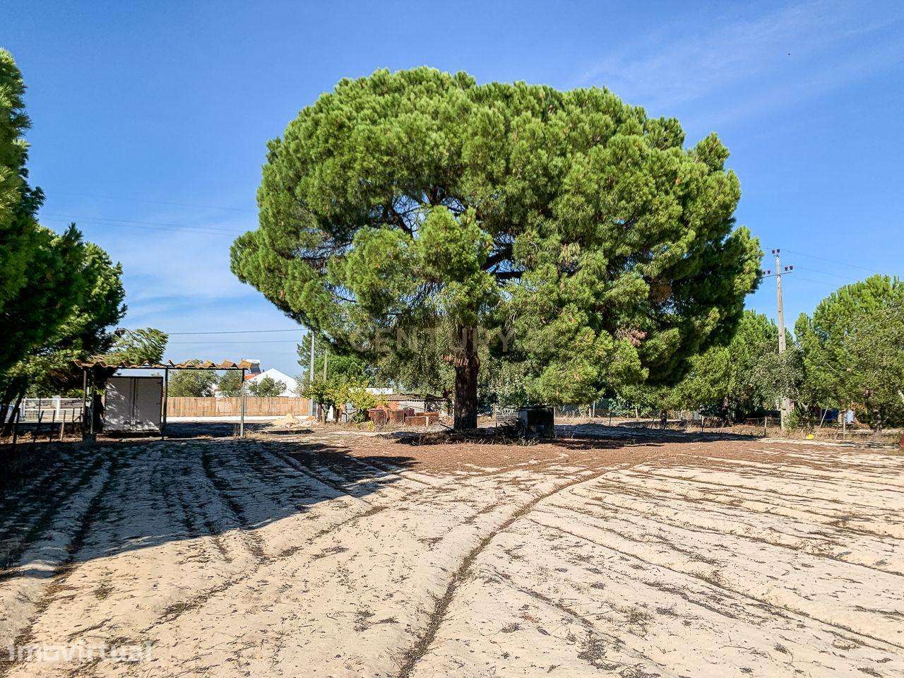 Terreno rústico com 2.600 m² - Vale Gamito, Quinta do Amaro, Grândola - Grande imagem: 3/11
