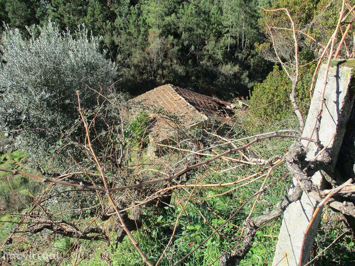 Quinta com Ruína - Grande imagem: 5/6