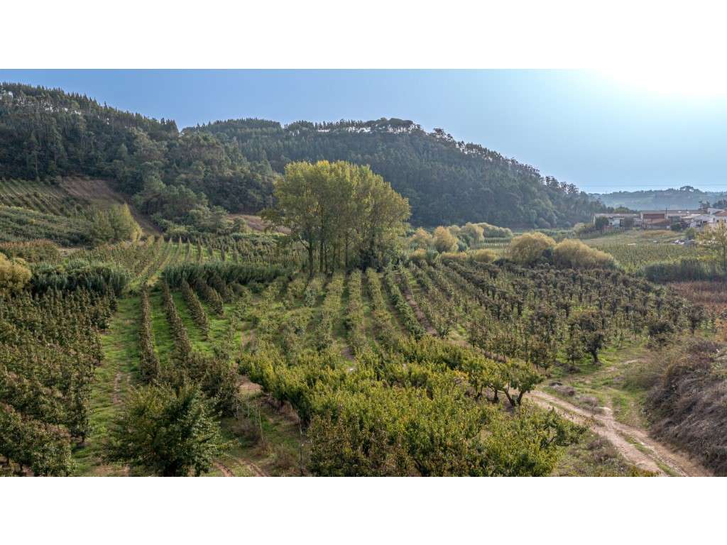 Terreno Rústico de cultivo ' Bernarda' - Grande imagem: 2/12