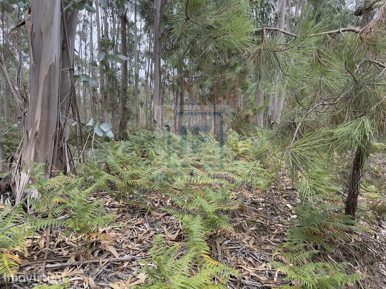 Terreno com 8.320 m² em Olho Marinho, Óbidos – Excelente Oportunida... - Grande imagem: 3/4