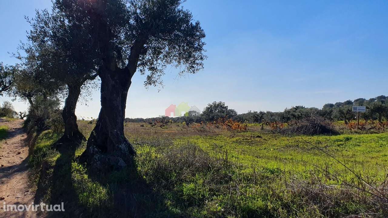 Olival com vinha centenária - Grande imagem: 2/29