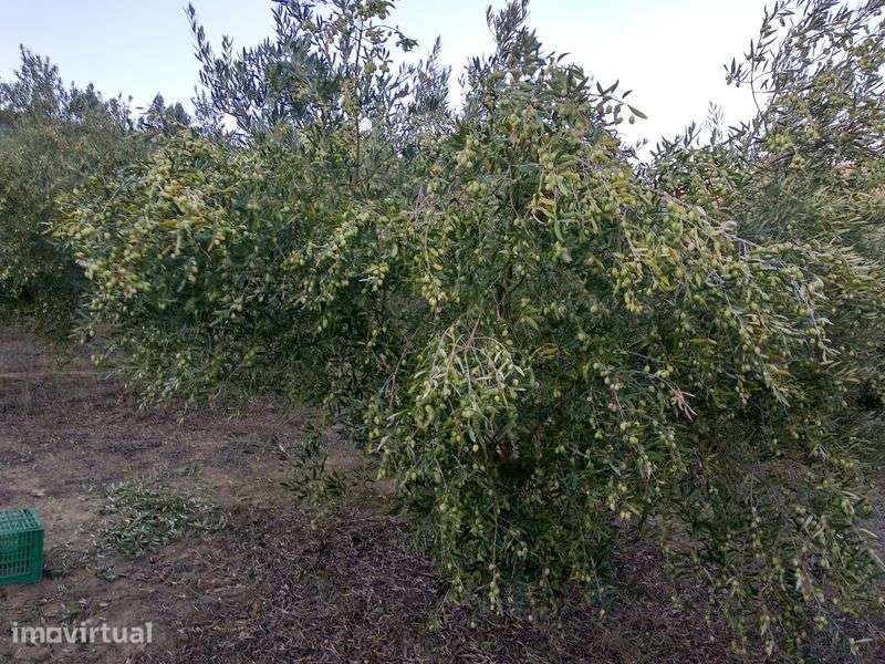 Terreno agrícola com olival 1ha Alenquer - Grande imagem: 2/6