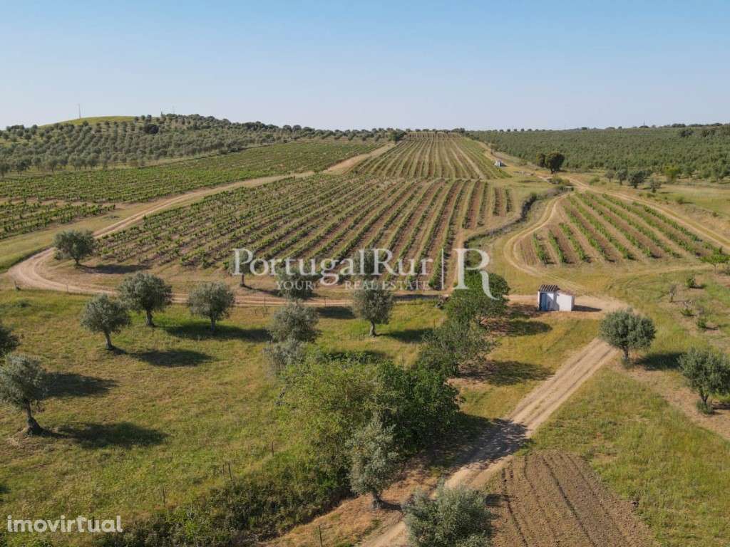 Herdade de 18 hectares com vinha, adega e olival em Avis - Grande imagem: 5/36