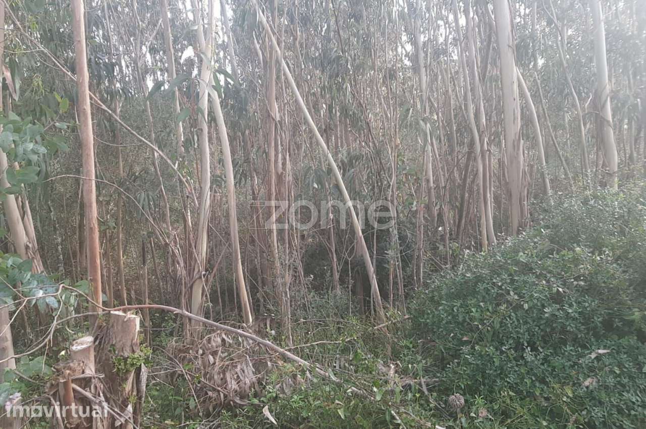 Terreno Rustico, União das freguesias de São das lampas e terrugem - Grande imagem: 5/8