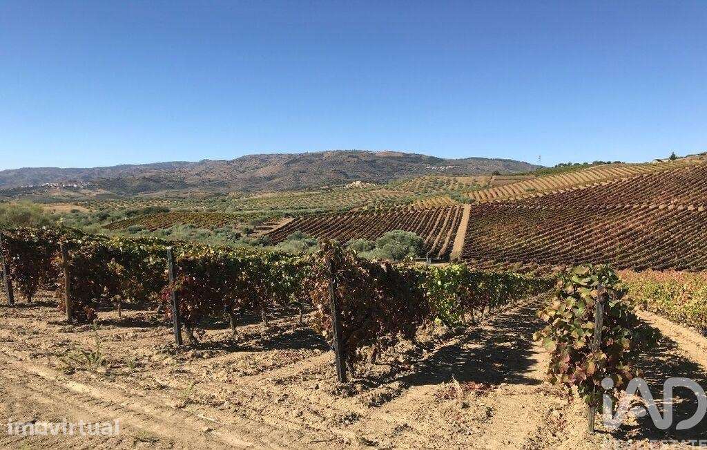 Quinta agricola em Vila Flor e Nabo - Grande imagem: 2/10
