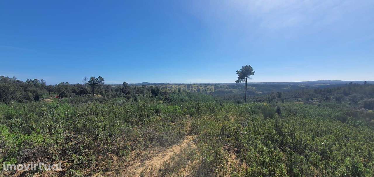 Terreno rústico com 11000m2 em Palvarinho, Castelo Branco - Grande imagem: 2/6