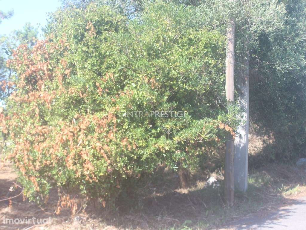 Terreno urbano com 1500m2 em Janas - Grande imagem: 4/9