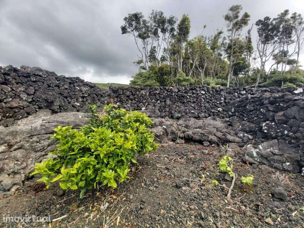 Terreno de vinha com viabilidade de construção - ilha do Pico - Grande imagem: 4/9