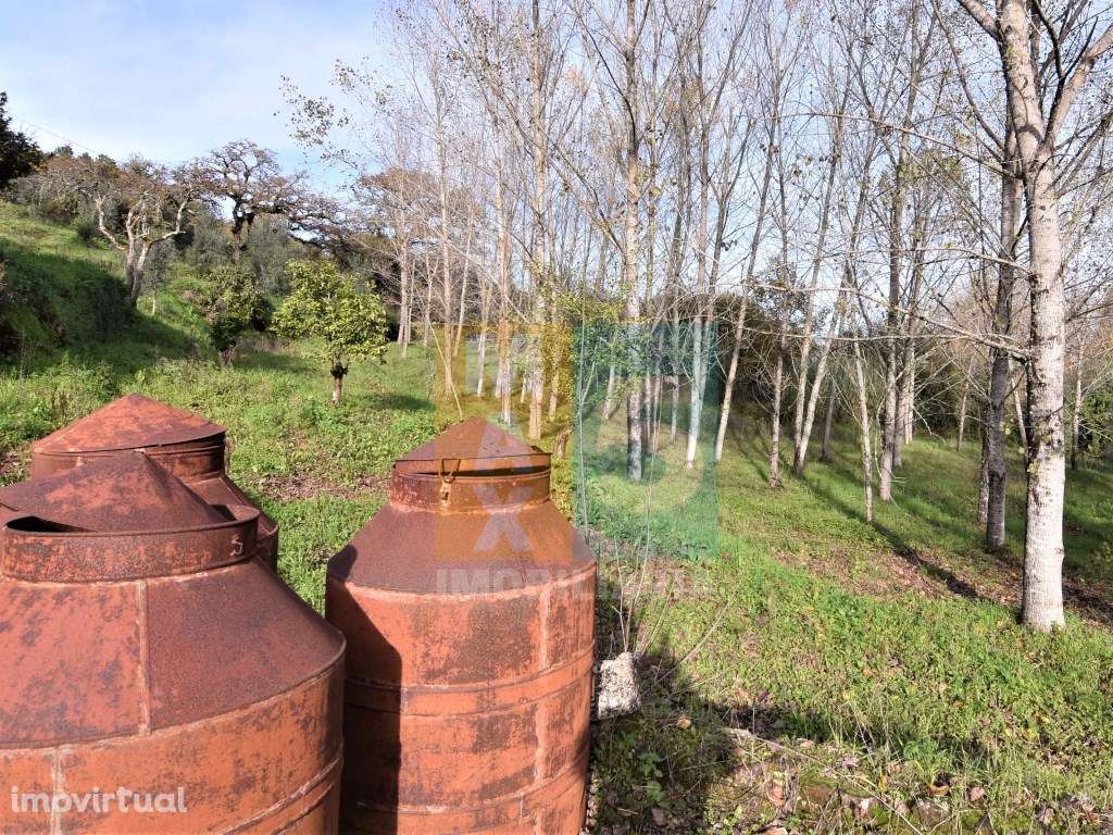 Quintinha 4.400m2 - zona com internet fibra no Carregal - Alvaiázere - Grande imagem: 3/60