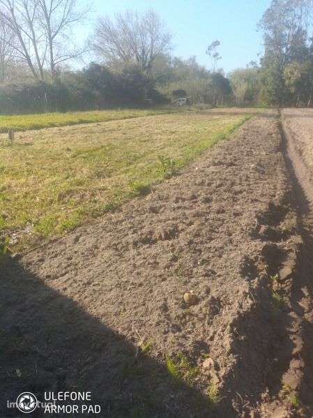 Terreno rustico - perto da Barrinha/Videira Sul - Grande imagem: 5/6