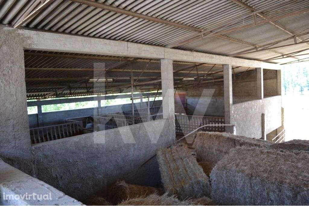 Herdade Agricola com  49ha e Moradia de Familia em Boidobra Covilha - Grande imagem: 3/60
