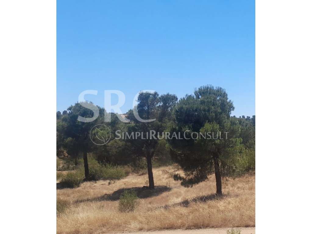 Herdade florestal sobro/pinho - Grande imagem: 2/2
