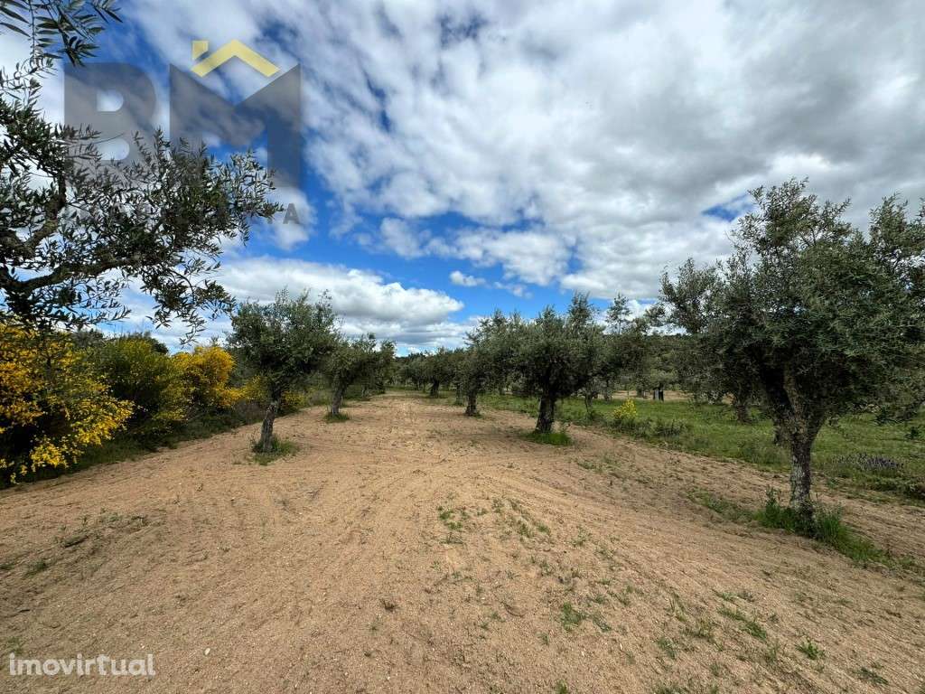 Terreno rústico com 5.480 m² à venda em Juncal do Campo! - Grande imagem: 4/18