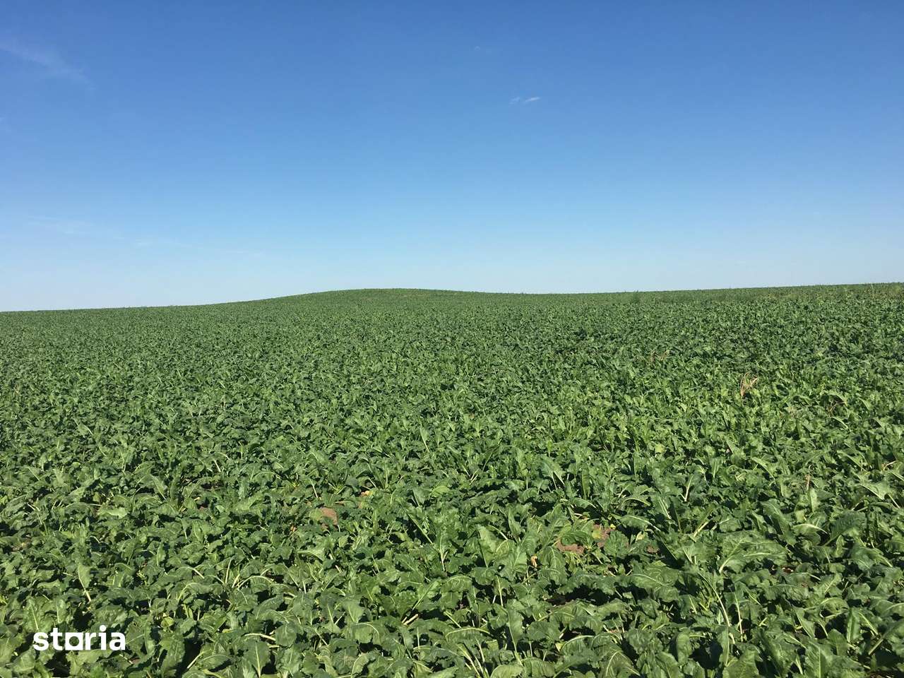 Vand Teren Agricol 103Hectare! Satchinez Biled Jud.Timiș Compact Cal1! - Imagine principală: 4/4
