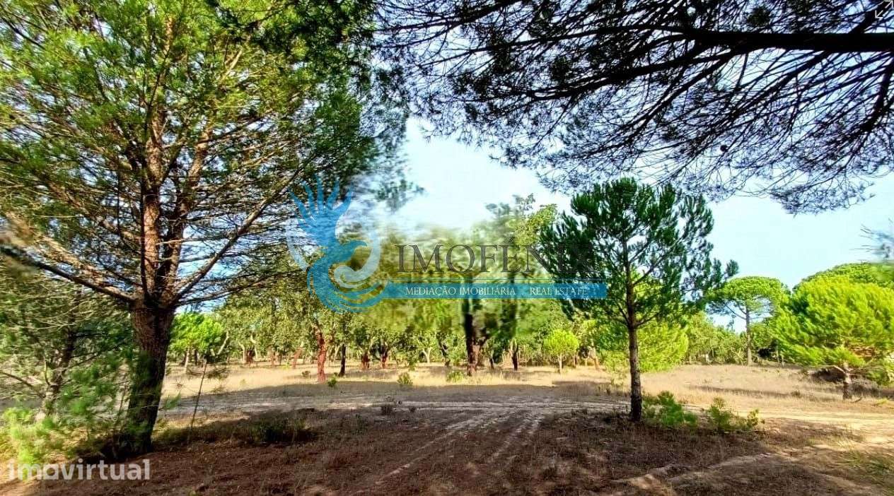 Herdade Exclusiva com 80 Hectares entre Melides e Comporta - Grande imagem: 5/9