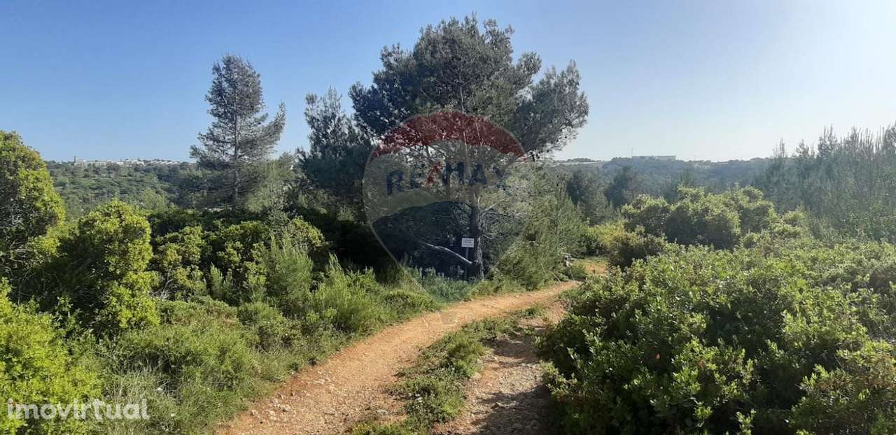Terreno Rústico - Alcabideche / Pedroga - Grande imagem: 2/26