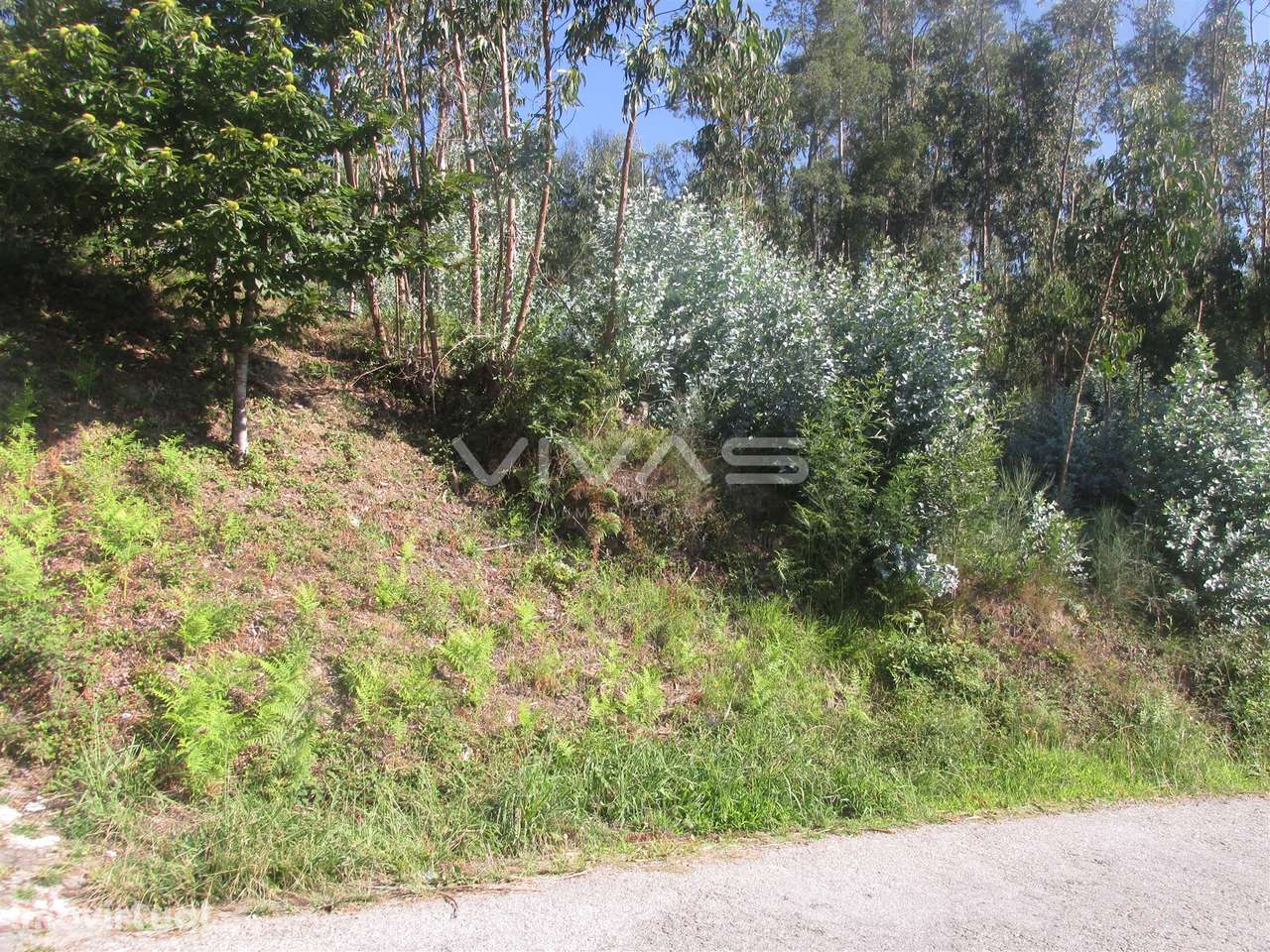 Terreno Rústico  Venda em Dossãos,Vila Verde - Grande imagem: 3/6