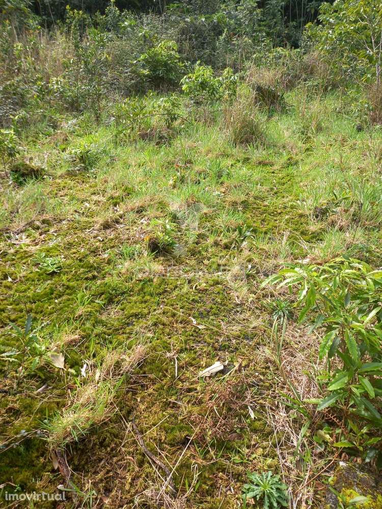 Terreno Rustico nos Biscoitos - Grande imagem: 4/6