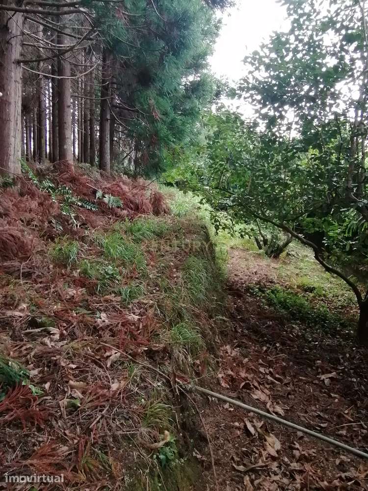 Terreno Rústico c/ 9740 m2 com Mata de Criptomérias - Grande imagem: 4/9