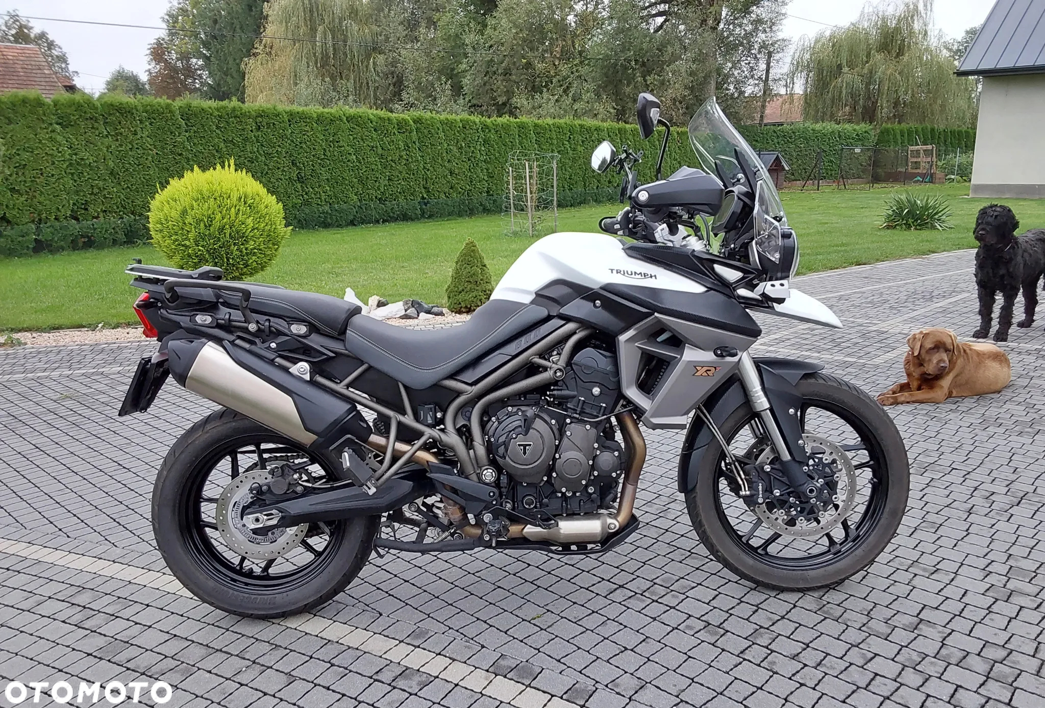 Triumph Tiger - 7