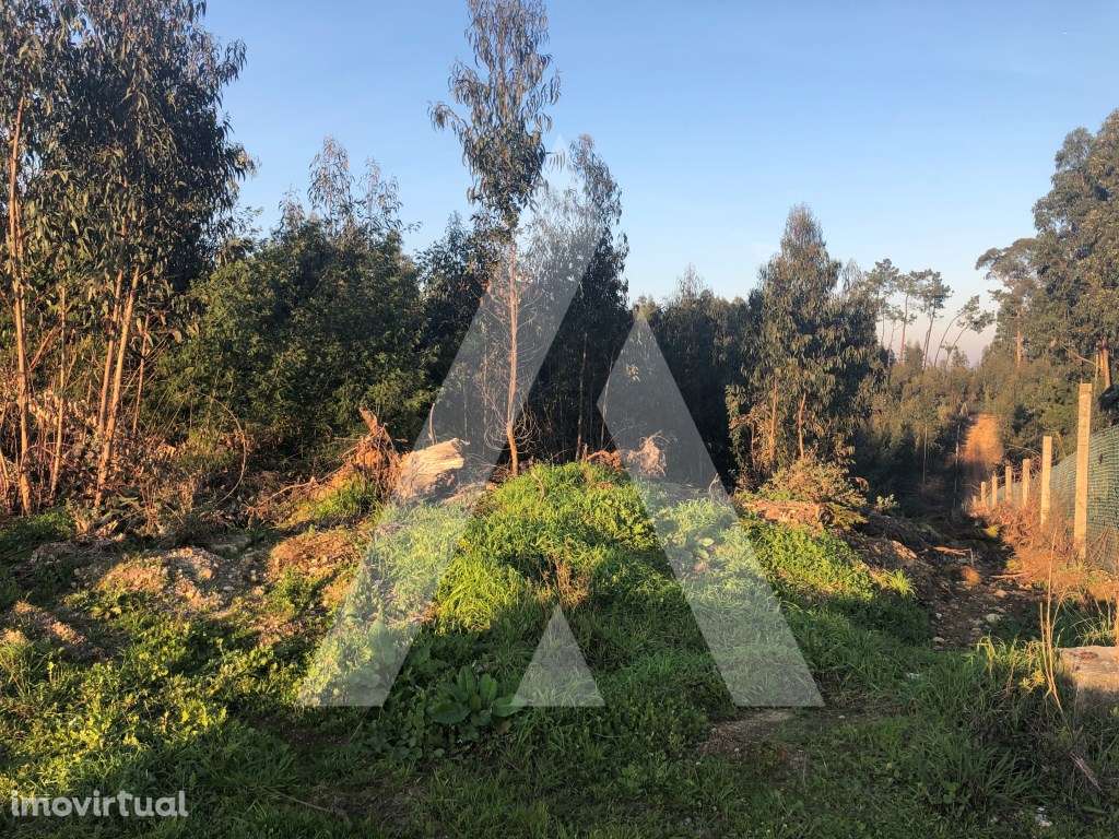 Terreno rústico localizado em Vale d'Erva - Águeda - Grande imagem: 2/9