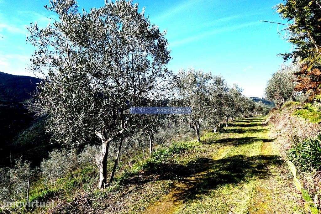 100 000m2 com Vinha e Olival, no Douro. Portugal, Sabrosa, Douro. - Grande imagem: 5/9