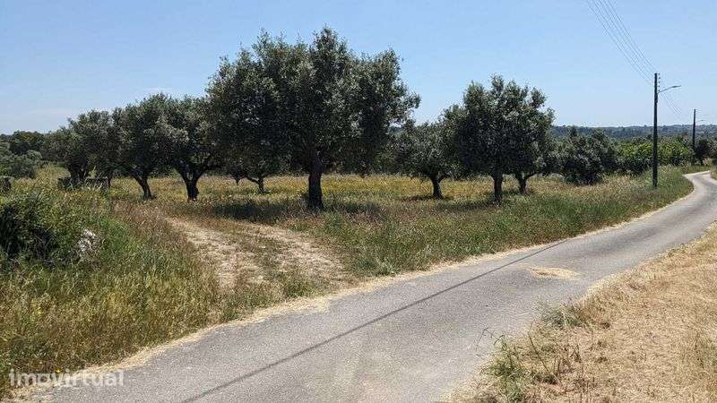 Terreno agrícola em Moita, Pernes – 1 hectare com olival tradicional - Grande imagem: 2/6