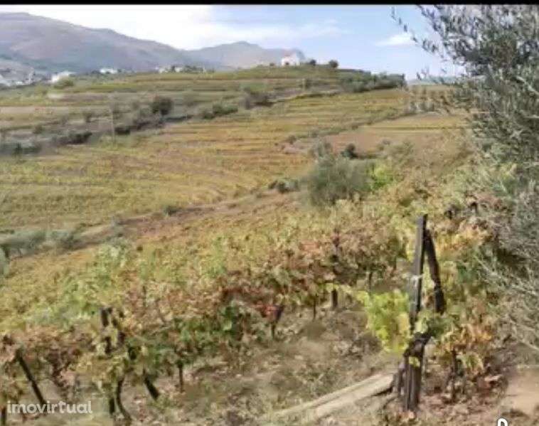 Douro vinhateiro - Grande imagem: 4/5