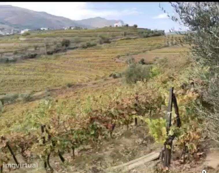 Douro vinhateiro - Vista 5