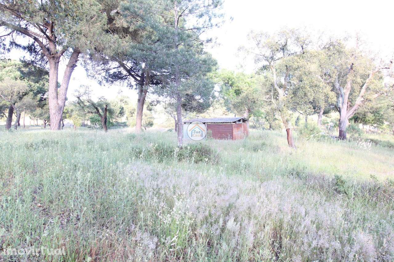 Terreno Rústico com 3,625 Hectares em Cortiçadas de Lavre e Lavre - Grande imagem: 3/24