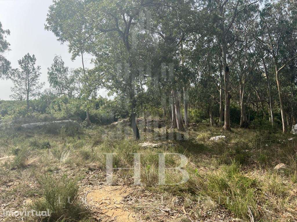 Terreno | Reguengo Grande | Lourinhã - Grande imagem: 2/17