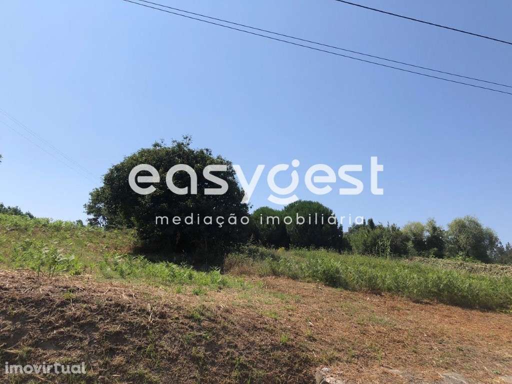 Terreno Rústico com pinheiros mansos em Calvaria de Baixo - Batalha - Grande imagem: 4/12