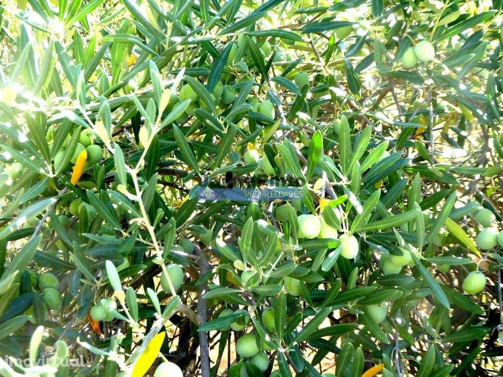 Olival em 400.000m2, perto rio Douro, região de Ligares, Barca DAlv... - Grande imagem: 4/9