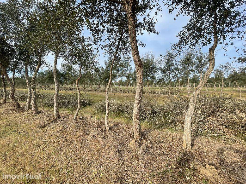 Quinta em São Bartolomeu do Outeiro - Grande imagem: 5/16