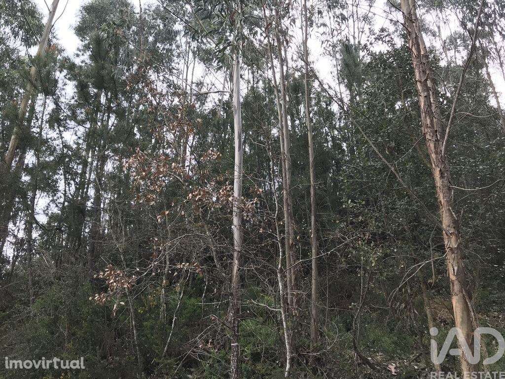 Terreno em Santiago e São Simão de Litém e Albergaria dos Doze de 1480 - Grande imagem: 5/18