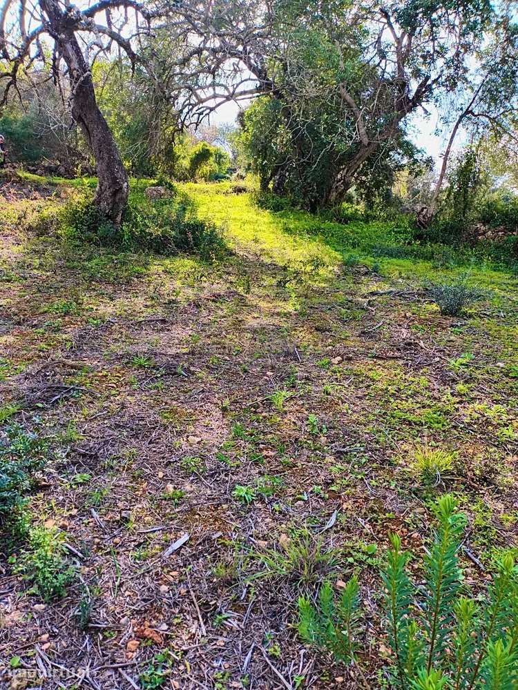 TERRENO RUSTICO EM QUERENÇA COM 1650m2 - Grande imagem: 2/4
